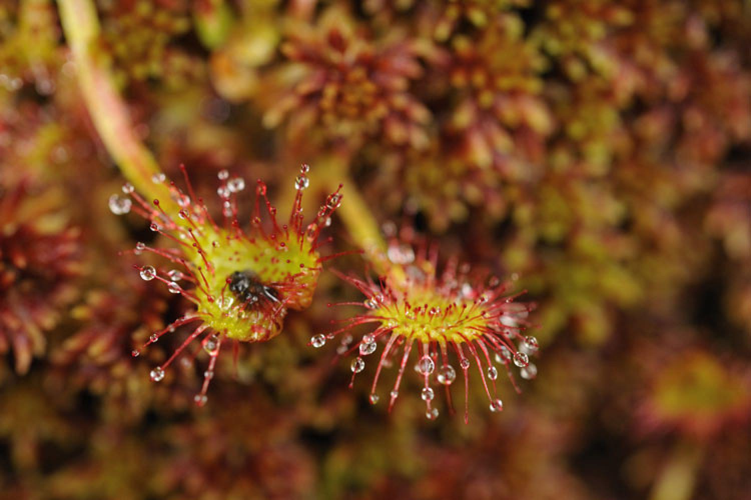 drosera-24295.jpg