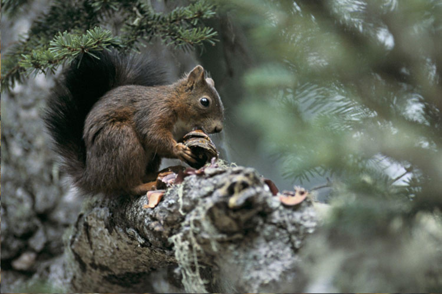 Portrait encadré d'écureuil Maison des forêts de Darnétal Darnétal samedi  16 mars 2024