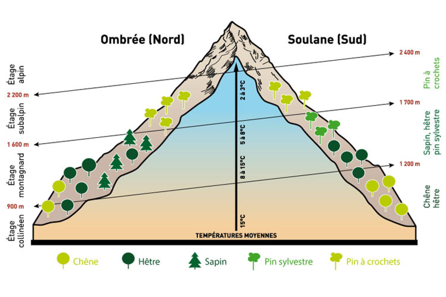 etagement-vegetation.jpg