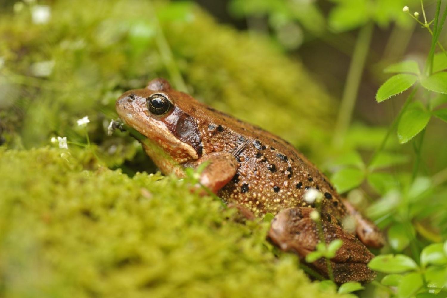 grenouille_rousse_laurent_nedelec.jpg