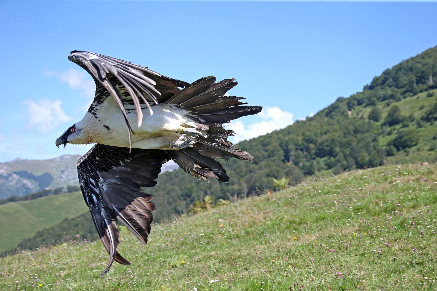 lacher_gypaete_bies_accous_nicolas_sabathier_republique_des_pyrenees_18.jpg