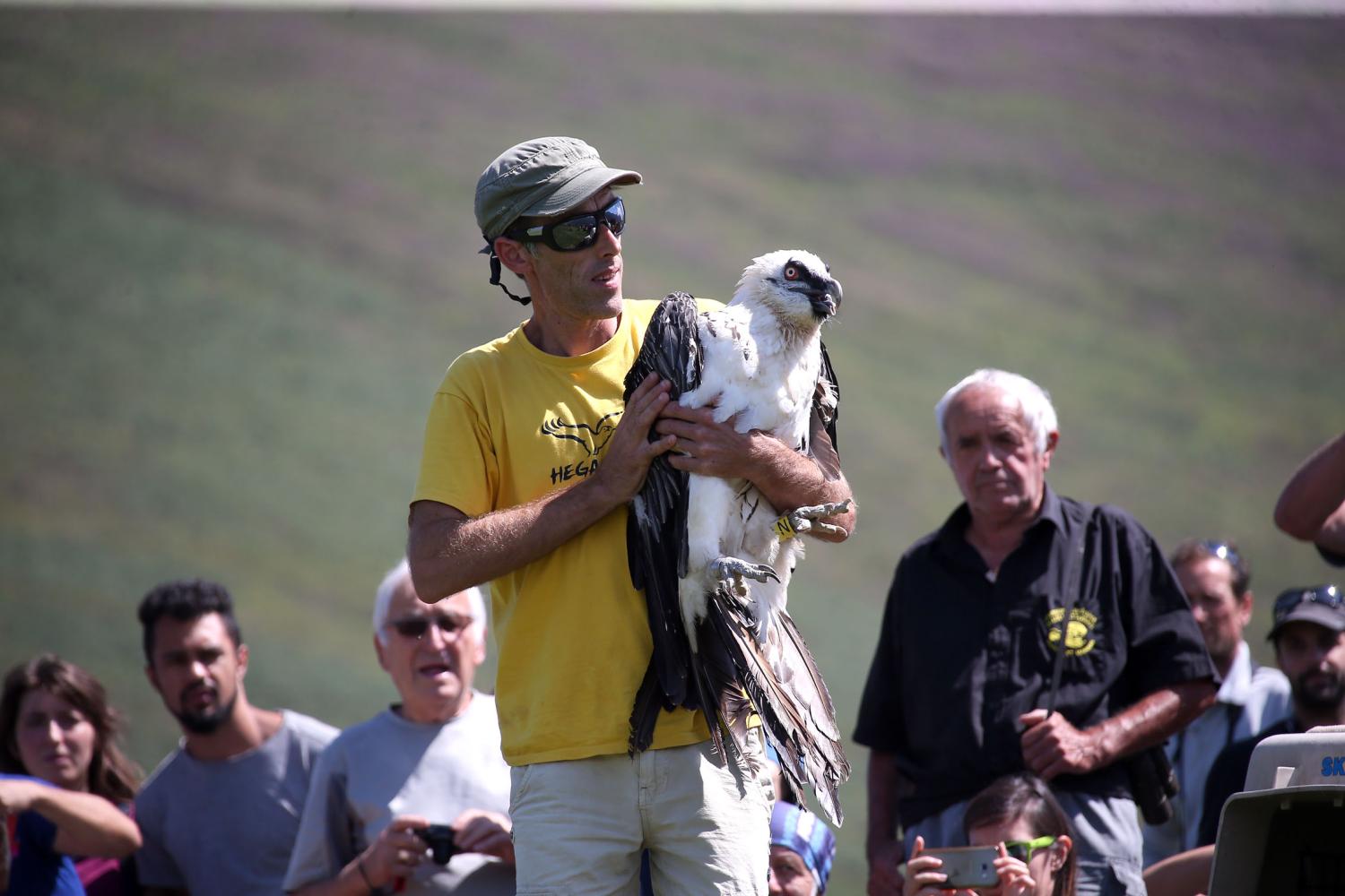 lacher_gypaete_bies_accous_nicolas_sabathier_republique_des_pyrenees_8.jpg