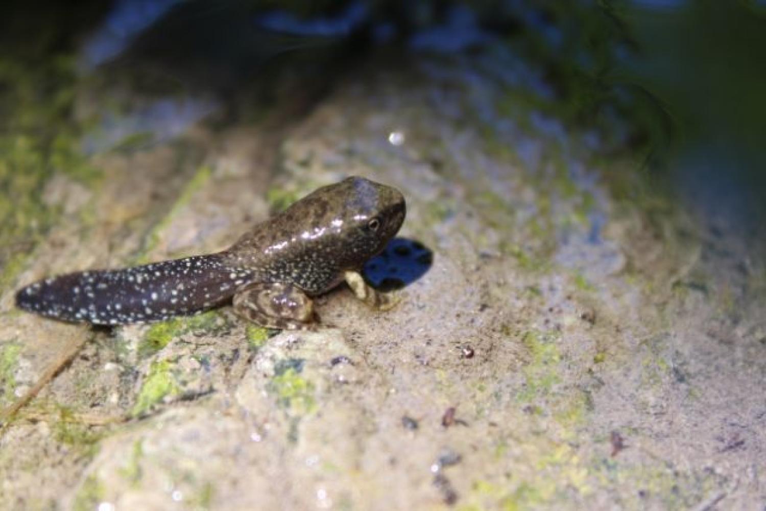 Grenouille rousse  Parc national du Mercantour