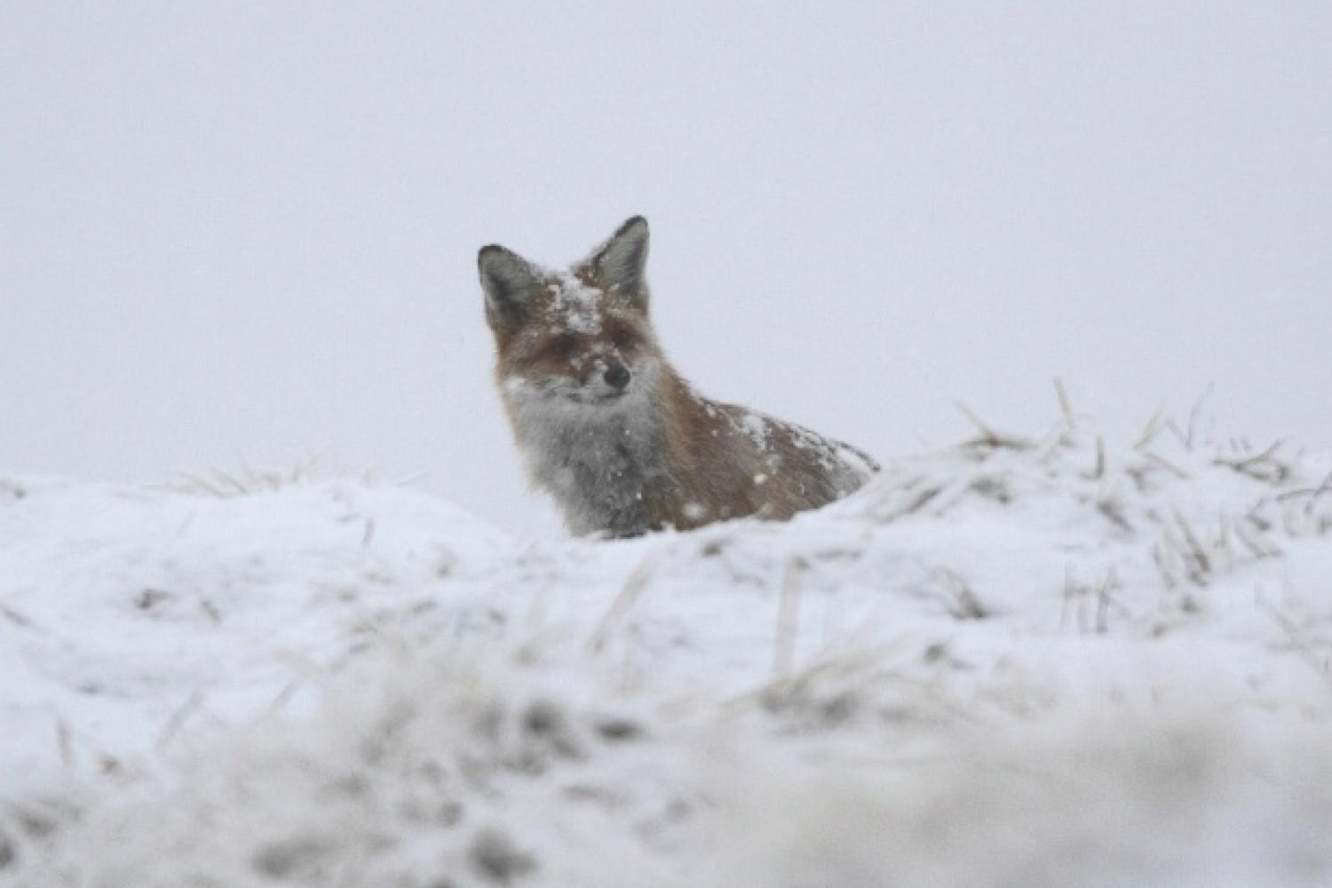 le_quotidien_des_animaux_sauvages_en_hiver_-_flavien_luc_parc_national_des_pyrenees.jpg