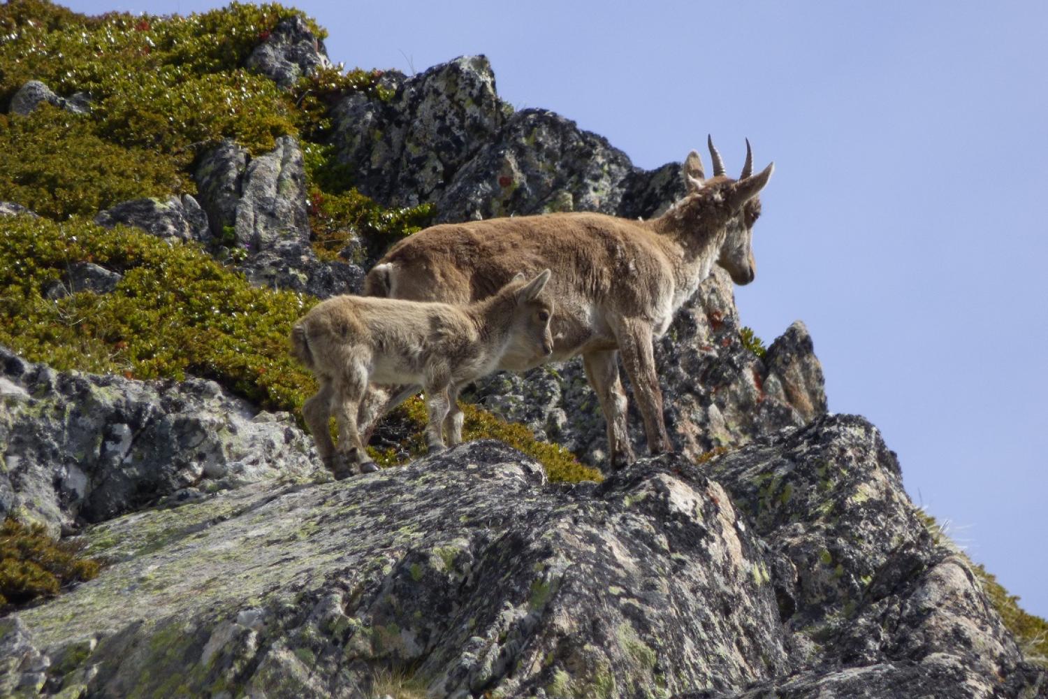 maman_bouquetin_franck_reisdorffer_18062019_4.jpg