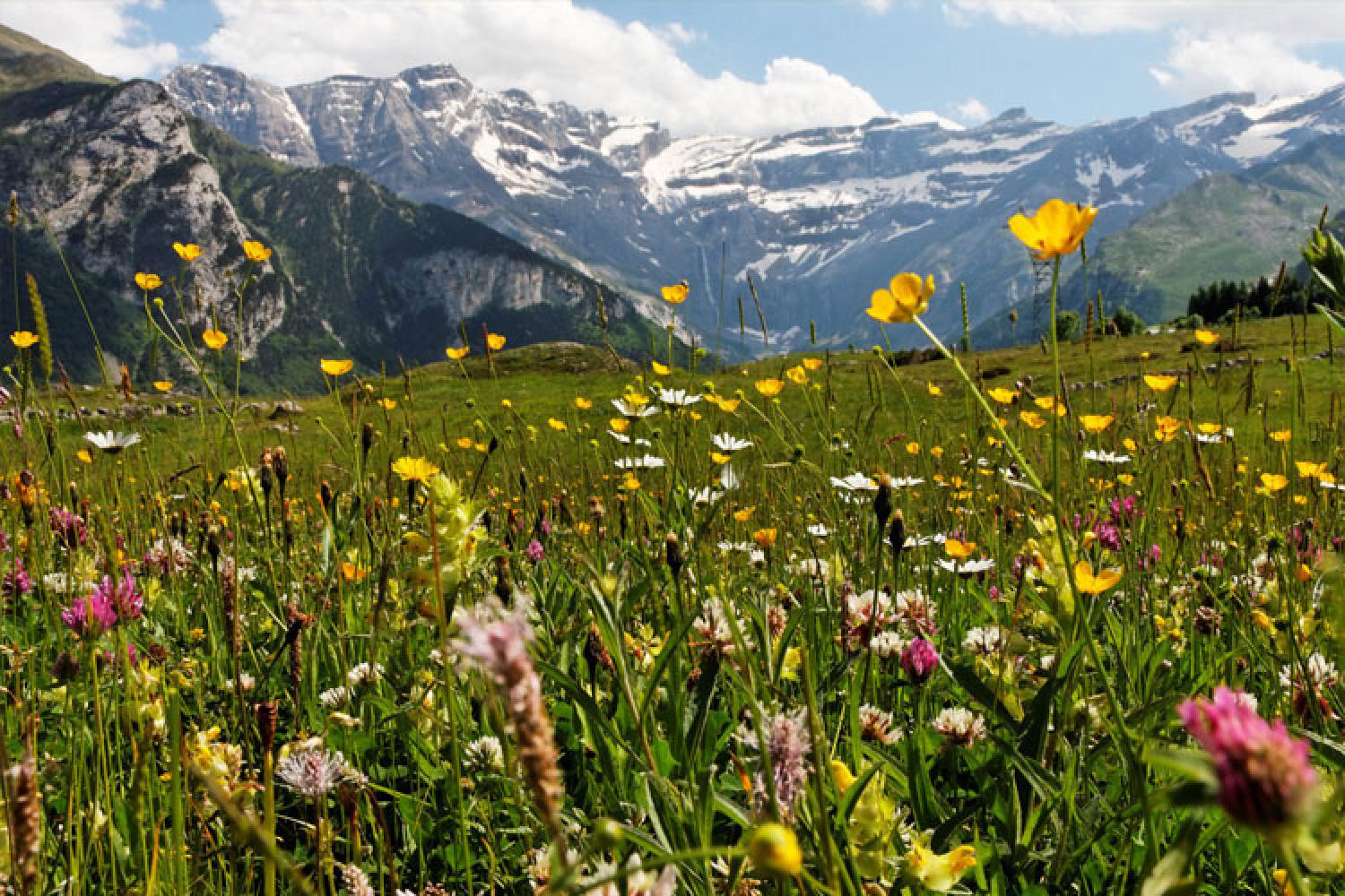 prairies-fleuries-12942.jpg