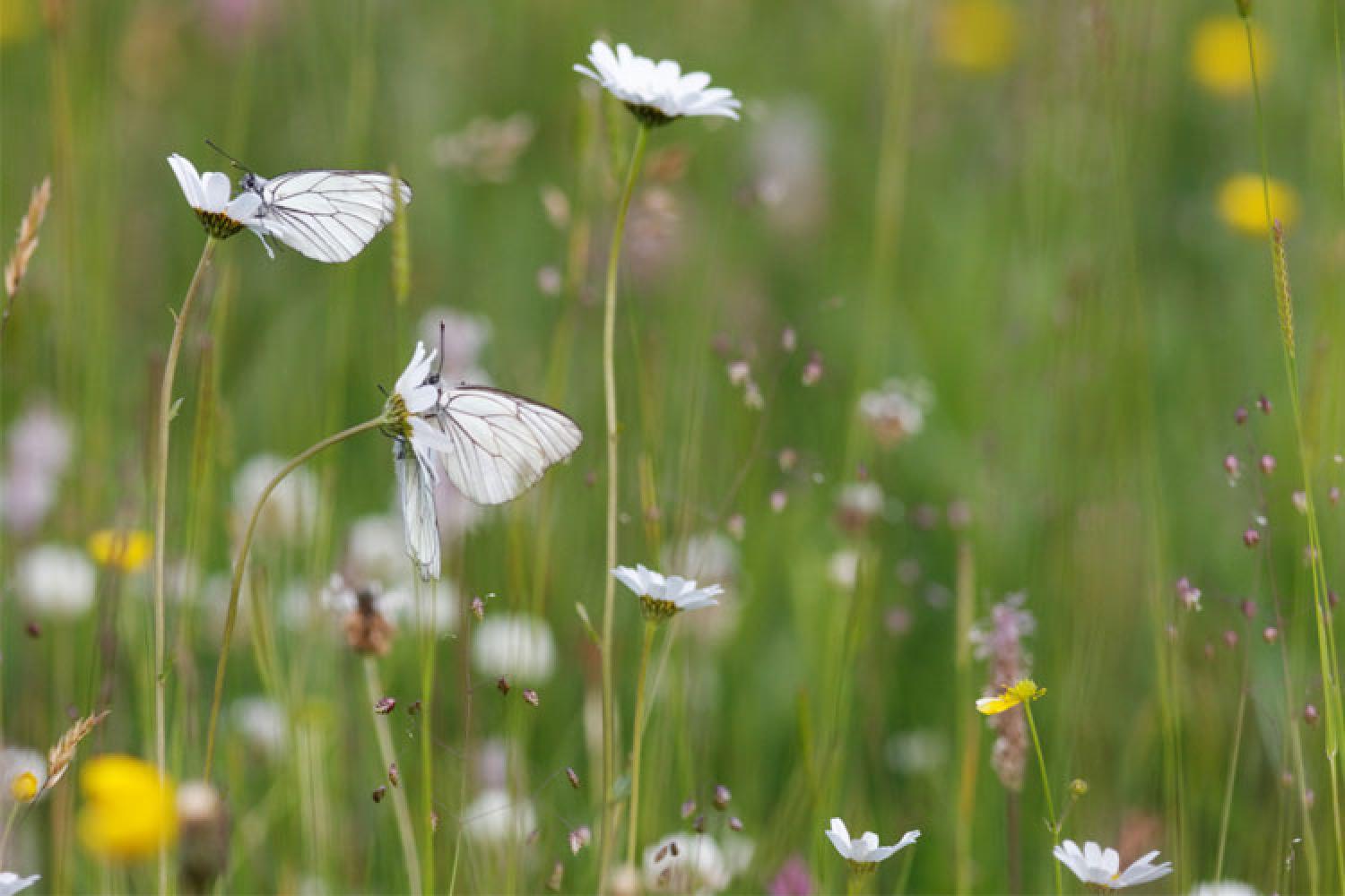 prairies-fleuries-12946.jpg