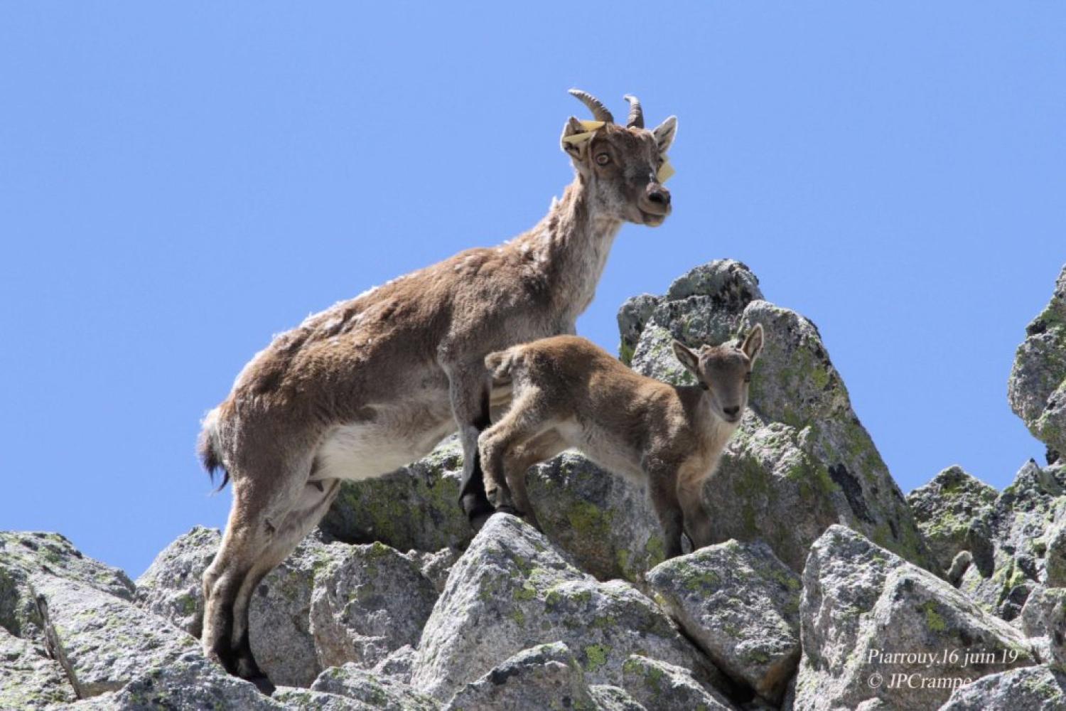 sara_et_cabri_2750m_16-06-19_jpc.jpg