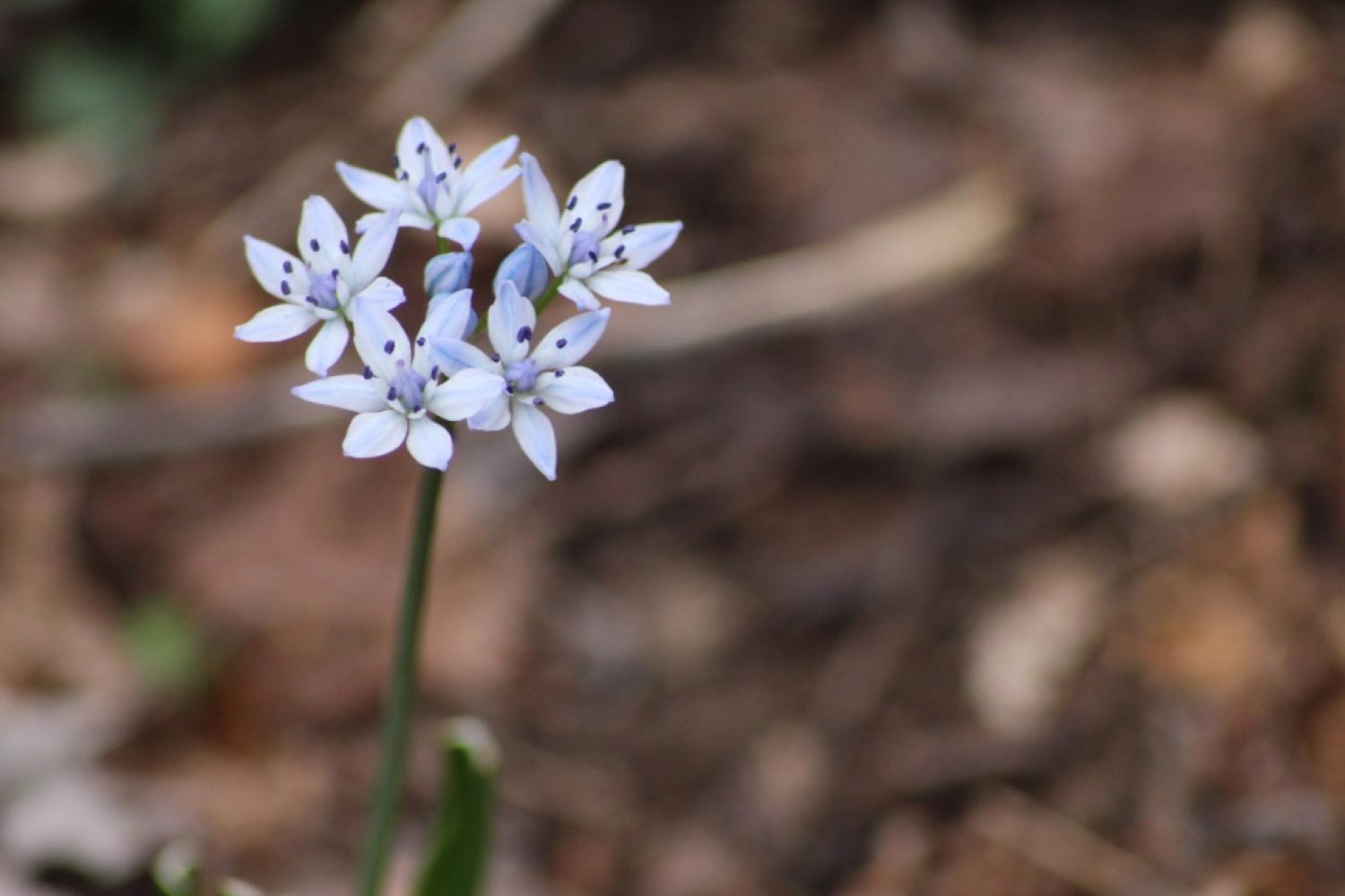 scille_de_printemps_scilla_verna_vallin.jpg