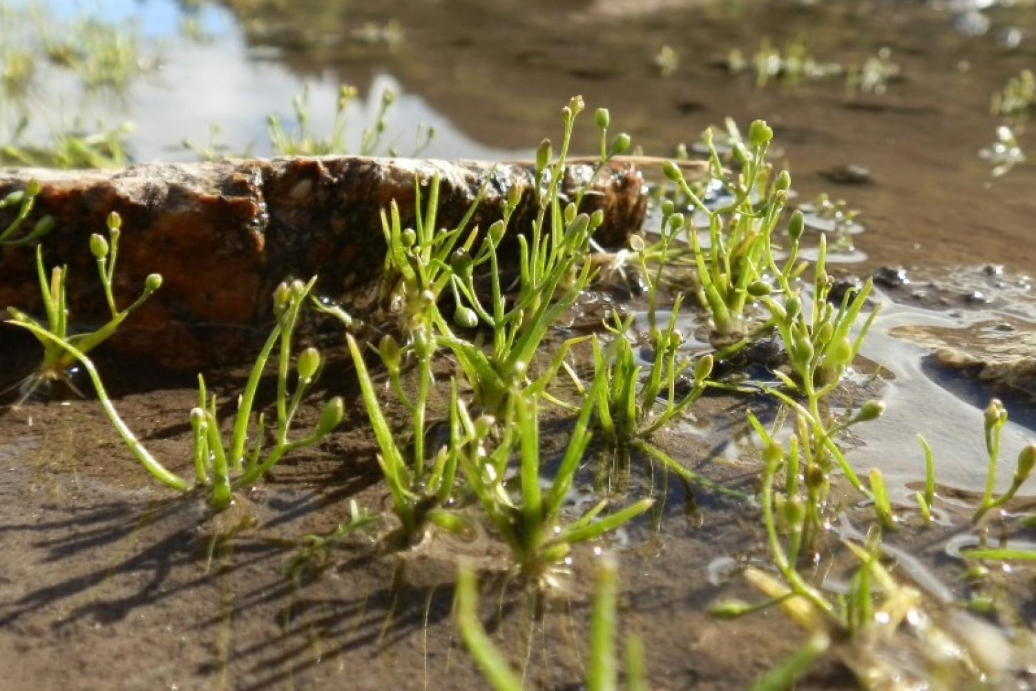 subularia_aquatica_-_etang_du_comte_18-08-13_jg_91_cbpmp_bd.jpg