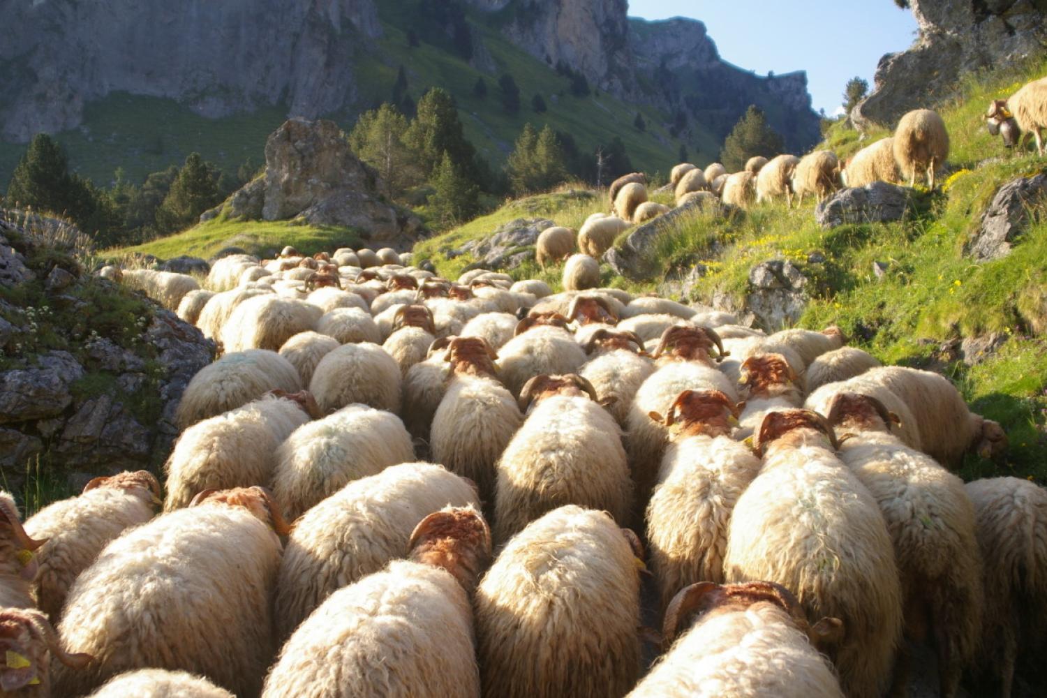 transhumance_a_bious_le_10_juillet_2010_vallee_dossau_marie_hervieu.jpeg