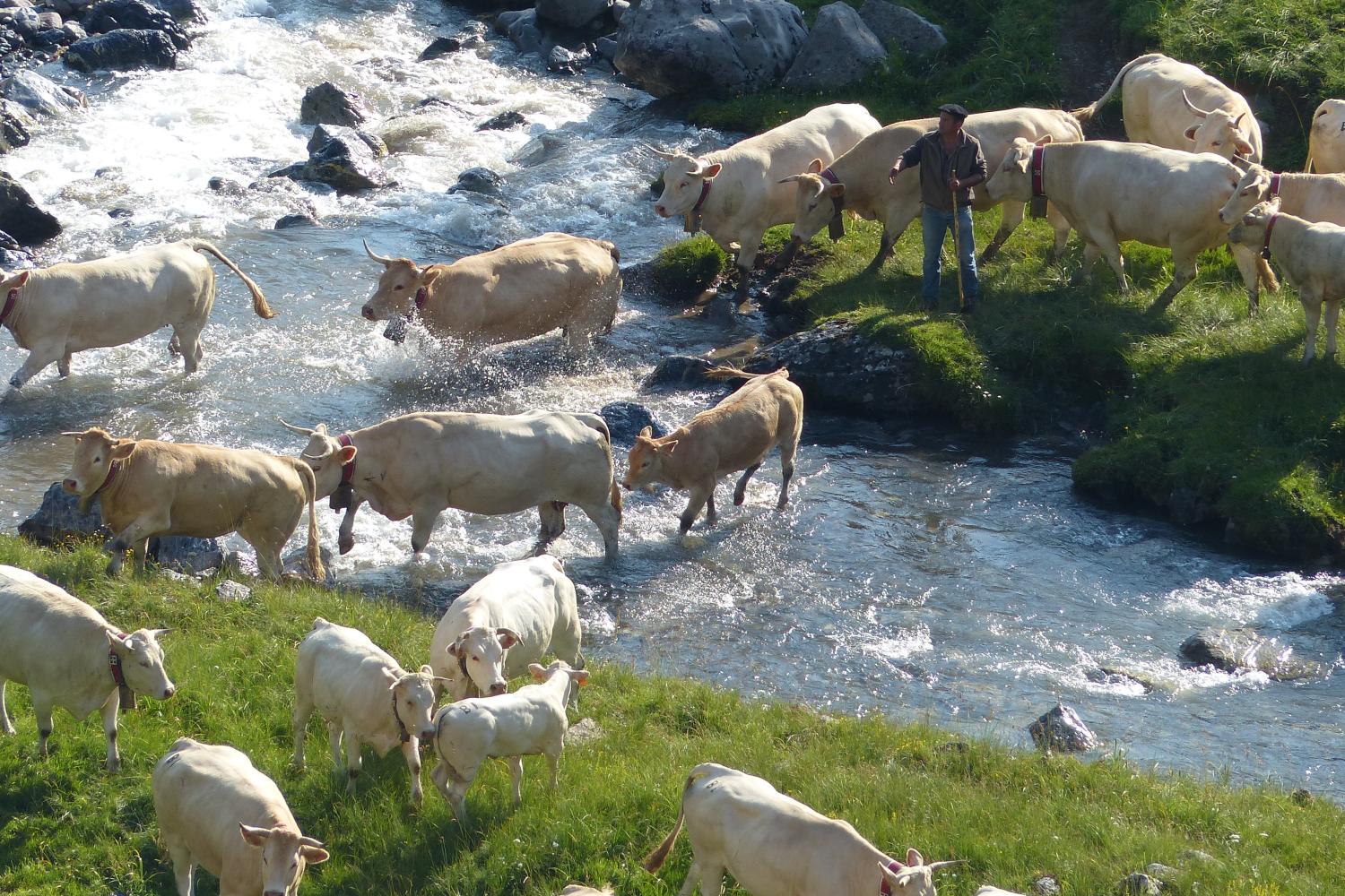 transhumance_devete_de_bious_didier_peyrusque.jpg