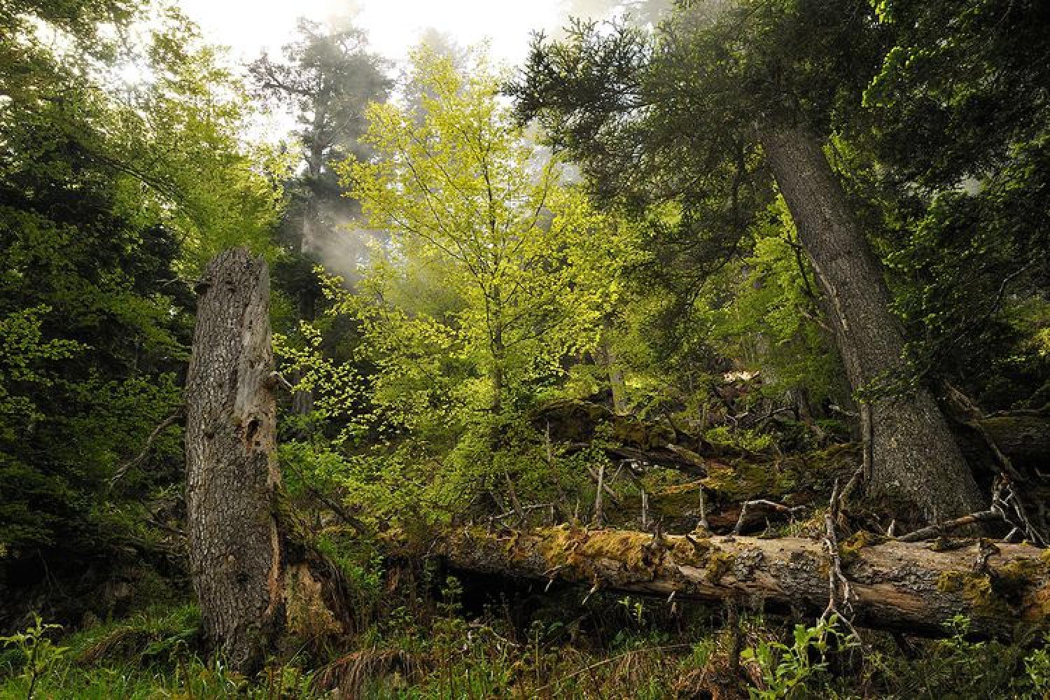 vieilles_forets_laurent_nedelec1.jpg