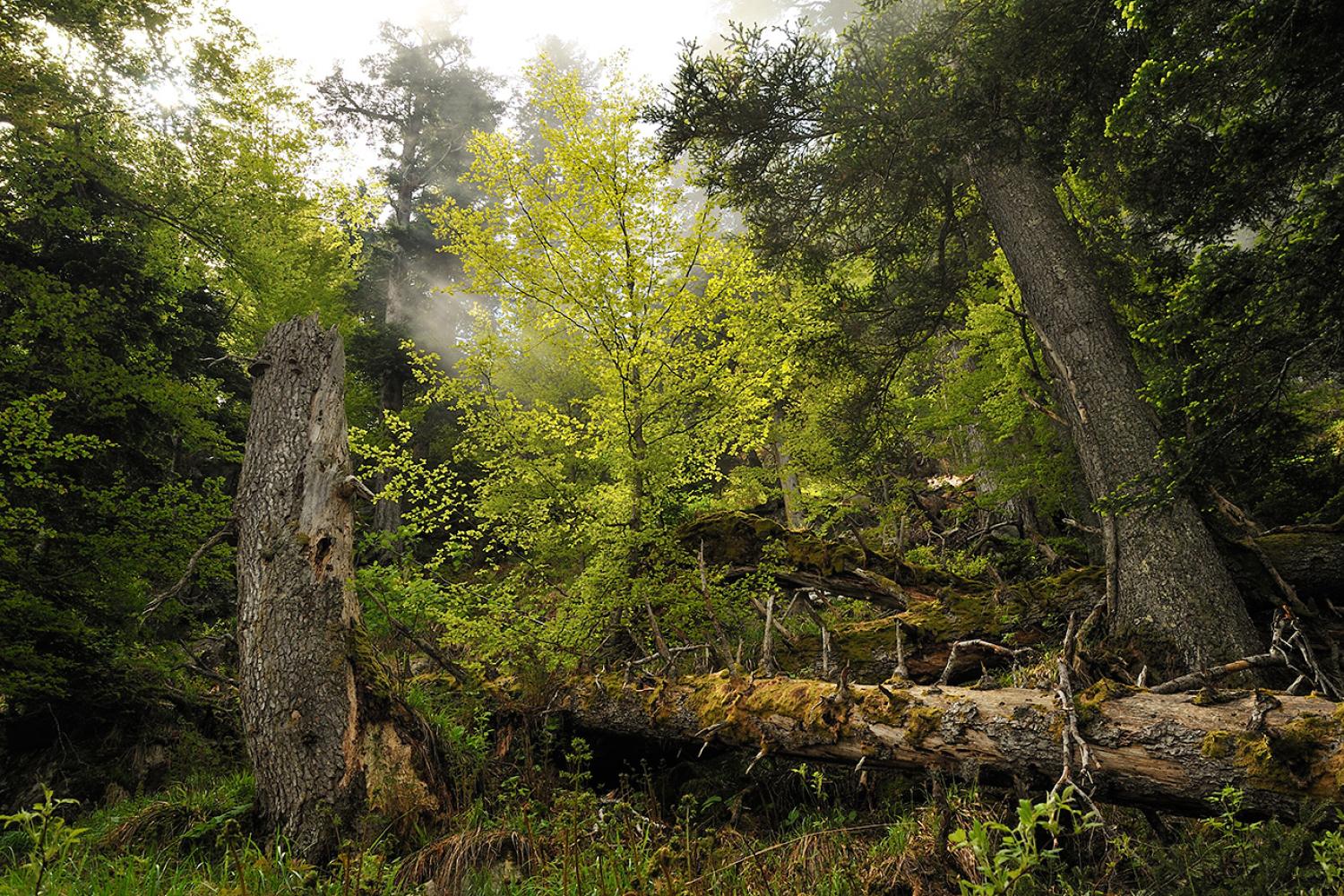 vieilles_forets_laurent_nedelec.jpg