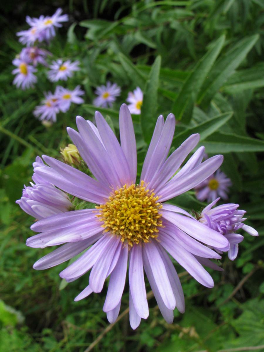 Aster des Pyrénées