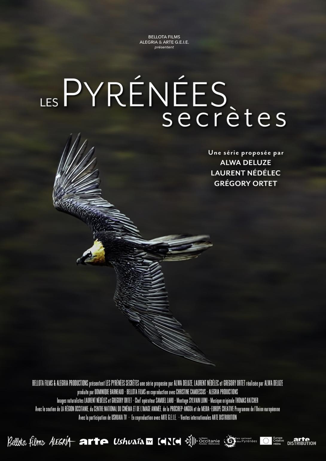 Le corsaire des cimes, le Gypaète barbu