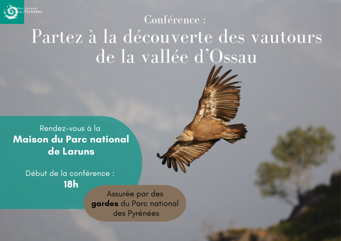 Vautours en vallée d'Ossau