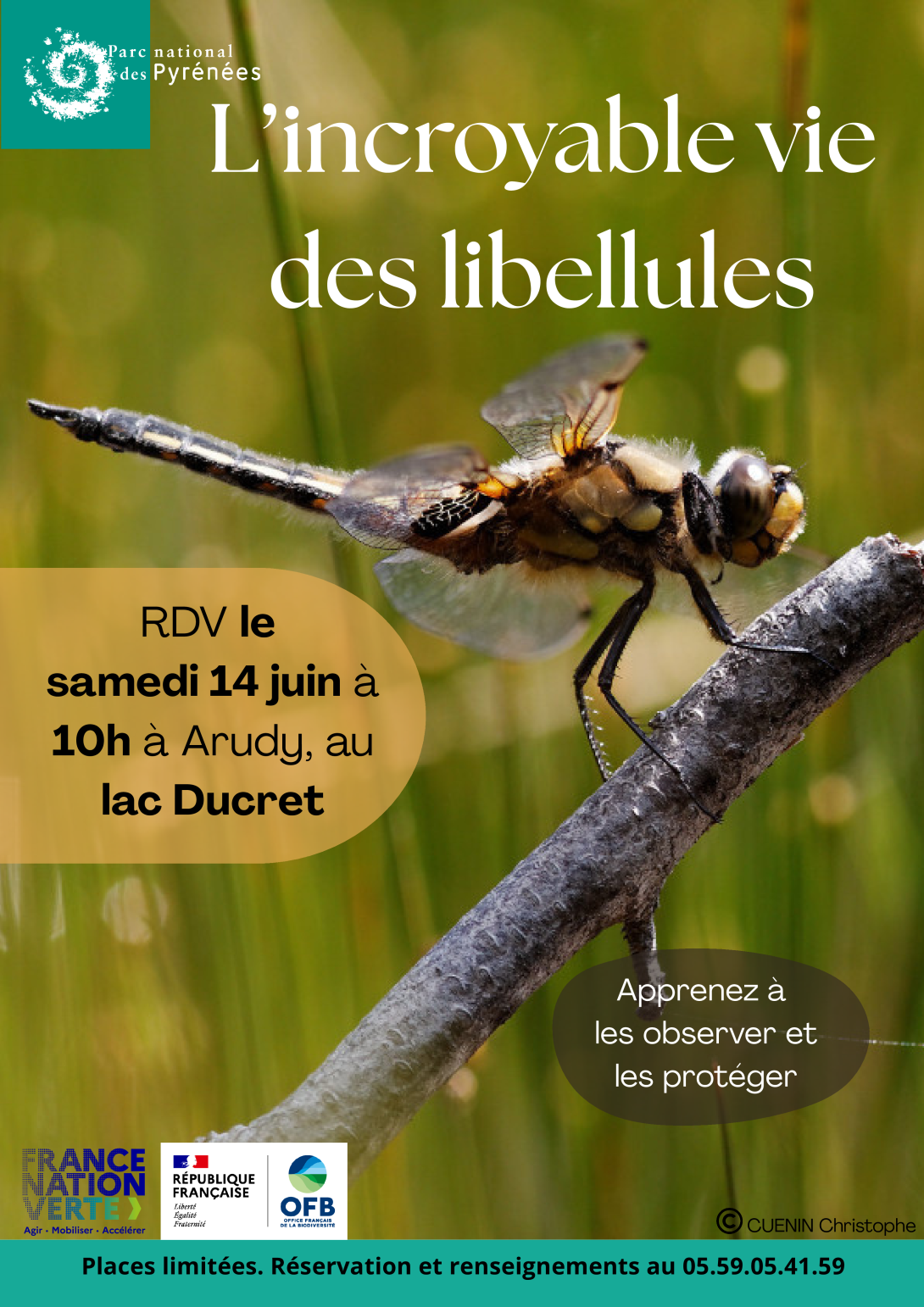 L'incroyable vie des libellules