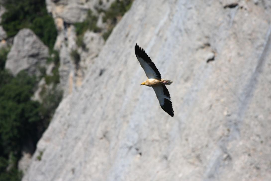 Vautour percnoptère©Philippe LLANES