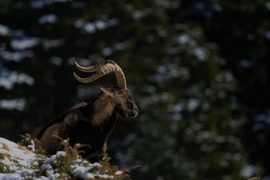 Bouquetin