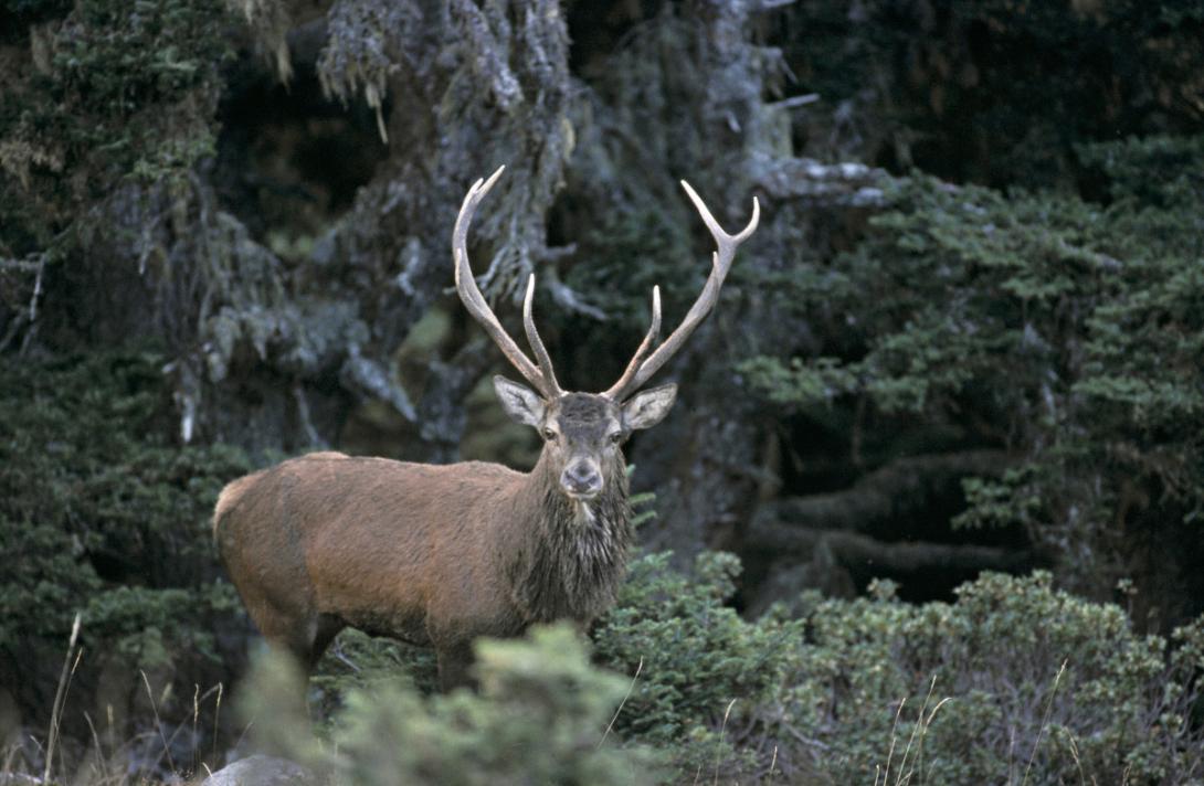 cerf_vallee_du_louron_ors_pnp_laurent_nedelec.jpeg